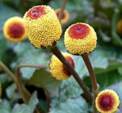 TOOTHACHE PLANT SEEDS 500+ PARACRESS annual HERB garden ELECTRIC DAISY FREE SHP