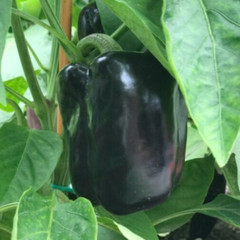 25 Premium Sweet Purple Beauty | NON-GMO | Pepper Seeds-B 10