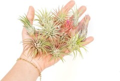 12 Pack Ionantha Air Plants-Wholesale Bulk, Tillandsia, Easy Care Indoor/Outdoor
