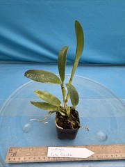 Cattleya Ruth Ciejka Pink White Yellow Amber Orchid Eros Hybrid 2” Pot