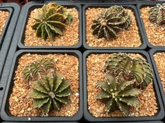 Cactus- Gymnocalycium stenopleurum (double headers 3.25″ pot)