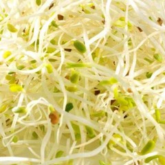 Organic Alfalfa Sprouting Seeds Certified (NON-GMO) – 1 lb.