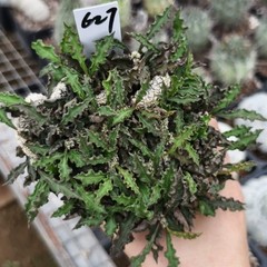 8CM Succulent Cactus Plant Euphorbia Cylindrifolia Cristata Cactaceae Beautiful