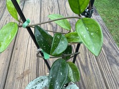 Hoya Wilbur Graves China Plant In 4” Pot