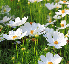 Cosmos Flower DELUXE Mix 12 Varieties Annual Summer Blooms Non-GMO 100 Seeds!
