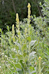 Great mullein 1000 seeds, wooly mullein, hardy 6-10′ tall, verbascum BULK seeds