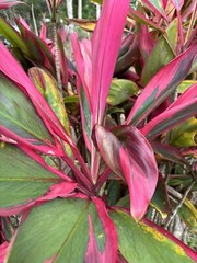 Hawaiian Green/Red Hybrid Ti Leaf Fresh Cut 6″ Starters 3 Logs
