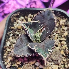 1PCS Agave Titanota ‘King Kong’ RareAgave Succulent Plant 6-8cm
