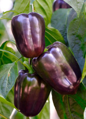 25 Premium Sweet Purple Beauty | NON-GMO | Pepper Seeds-B 10