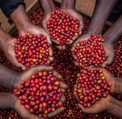 2, 5, 10 LB UGANDA ORGANIC FRESH ROASTED COFFEE WHOLE BEAN, GROUND – ARABICA