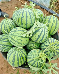 50+ Mini Watermelon Seedss (Citrullus lanatus) For Planting