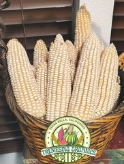 Organic Mexican Big White Corn 50Seeds-Maiz Criollo Norteño Mexicano,50 Semillas