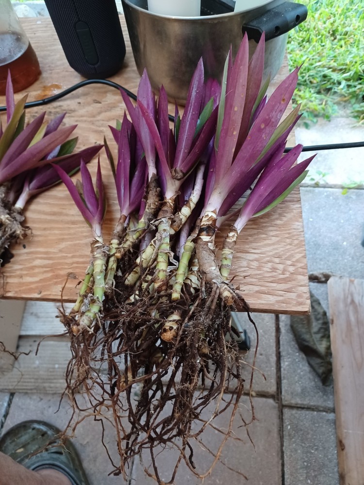 10 Bare root Dwarf Oyster Ready To Plant In A Terieum Chem Free