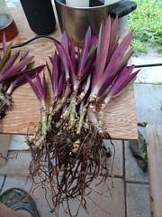 10 Bare root Dwarf Oyster Ready To Plant In A Terieum Chem Free