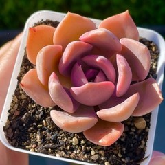 Rare Succulent Graptoveria Debbie Rooted Easy Care Pink Purple Live Plant 2.5″