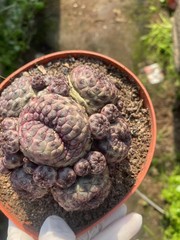 Multi Heads Rebutia rauschii Zecher Succulent Plant Garden Décor Boutique 6-8CM