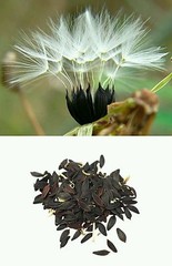 Wild Lettuce (Lactuca virosa) 175-200 Seeds *Free International Shipping*
