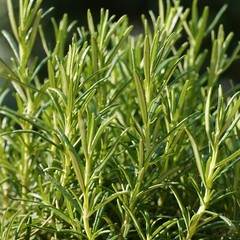 Rosemary Seeds, Heirloom Perennial, Non-GMO, Fragrant, Medicinal, Free Shipping