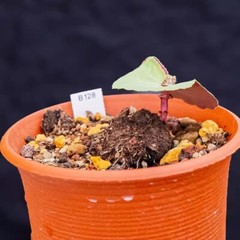 1CM Succulent Plant Crassula Umbella Wine Cup Crassulaceae Home Garden Beautiful