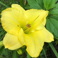 Assorted Daylilies, Mixed Daylilys, perennial’s return every year multiplying