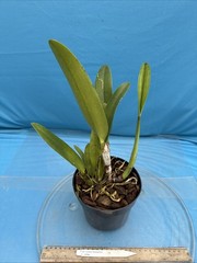 Cattleya quadricolor Orchid Eros X Orlata Pink White Yellow Species 7” PT SHEATH