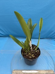 Cattleya quadricolor Orchid Eros X Orlata Pink White Yellow Species 7” PT SHEATH