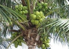 Coconut water powder 4oz 8oz 16oz 1lb 32oz 2lb 5lb 10lb electrolyte +flavor PAJE