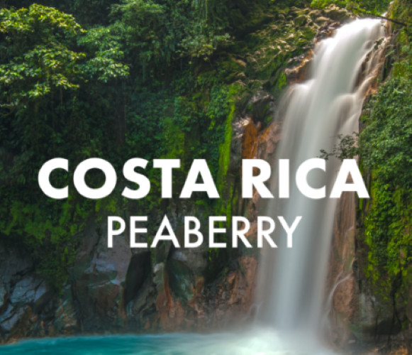 COSTA RICAN TARRAZU PEABERRY COFFEE BEANS MEDIUM ROASTED 2 POUNDS – 1 POUND BAGS