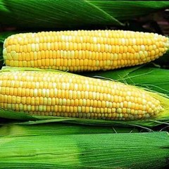 Ambrosia (F1 Hybrid) Corn Seeds | Bicolor Sweet | Non-GMO | Free Shipping | 1109