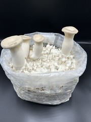 Mushroom liquid culture syringe 5-pack, mix&match