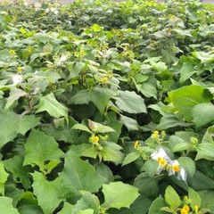 Yacon (Smallanthus sonchifolius) TC Plant Plug -3-6 in- Edible Tubers!!!