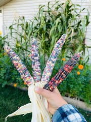 50 Treated Indian Ornamental Corn Seeds Heirloom Non-GMO USA Seller