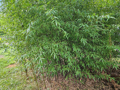 (6) Black Bamboo Rhizomes – Cold-Hardy, Evergreen – Privacy Screen, Fast-Growing