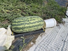 222 Lb Giant Watermelon. $25For 5 Seeds. Free Shipping Worldwide!!