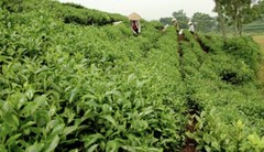 VietNam Tan Cuong Thai Nguyen Green Tea 200g – Trà Xanh Tân Cương Thái Nguyên
