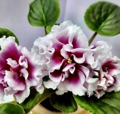 African violet VV Rajskij Smak /Heavenly Delights Starter