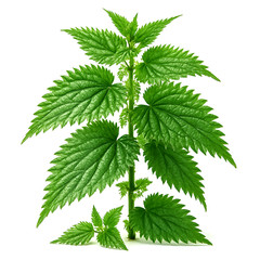 2000+ STINGING NETTLE SEEDS HEIRLOOM SPRING PERENNIAL HERB MEDICINAL POLLINATORS