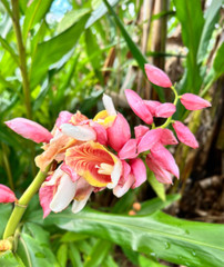 2 Pink Perfection Shell Ginger rhizomes, Alpinia hainanensis, Free Shipping!