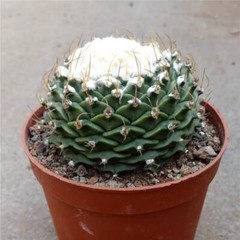 7-8CM Succulent Cactus Plant Obregonia Denegrii Cactaceae Home Garden Beautiful