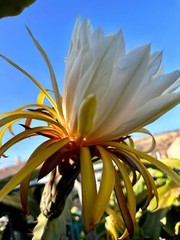 ULTRA RARE DRAGON FRUIT CUTTINGS – MULTIPLE VARIETIES – 8″ – 12: SIZE