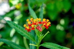 Blood Flower Seeds, Tropical Milkweed, Mexican Butterfly Weed, FREE SHIPPING
