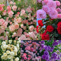 300+Mixed Climbing Rose Rosa Seeds for Planting Outdoors -Heirloom Garden red