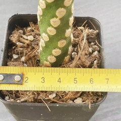 8CM Succulent Cactus Plant Euphorbia Royleana Spineless Euphorbiaceae Beautiful