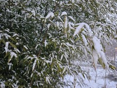 (6) Black Bamboo Rhizomes – Cold-Hardy, Evergreen – Privacy Screen, Fast-Growing