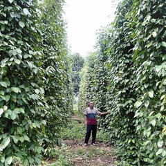 White Peppercorn Seeds (30) / Vining / Florida Grown / Rare