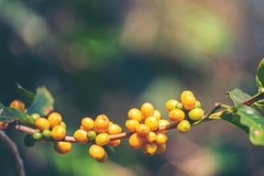 ETHIOPIAN YIRGACHEFFE COFFEE BEANS MEDIUM ROASTED 5 POUNDS