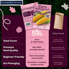 SVI 100 Golden 8 Bantam Corn Seeds (Zea mays) – Yellow Sweet Seed