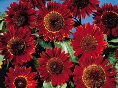 40 Red Sun Sunflower Seeds – Deep Red to Scarlet Red Blooms – Stunning Reds