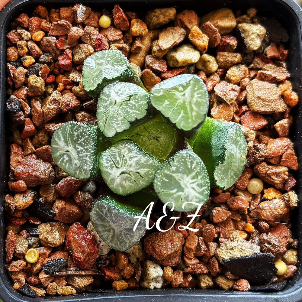 Rare Succulent: Haworthia Maughanii 4 Years Old Seedling