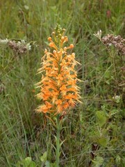 3 platanthera ciliaris rhizomes, bare root with attached stem growth, sizes vary